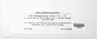 Uromyces junci image